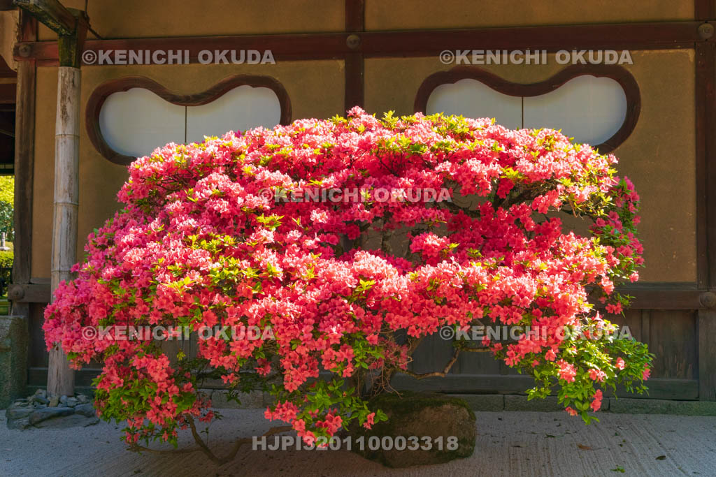 京都府　キリシマツツジ咲く詩仙堂