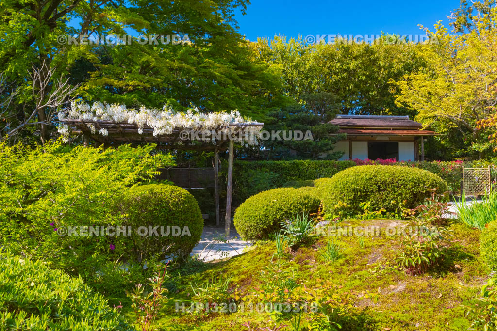京都府　詩仙堂　シロフジ咲く庭園