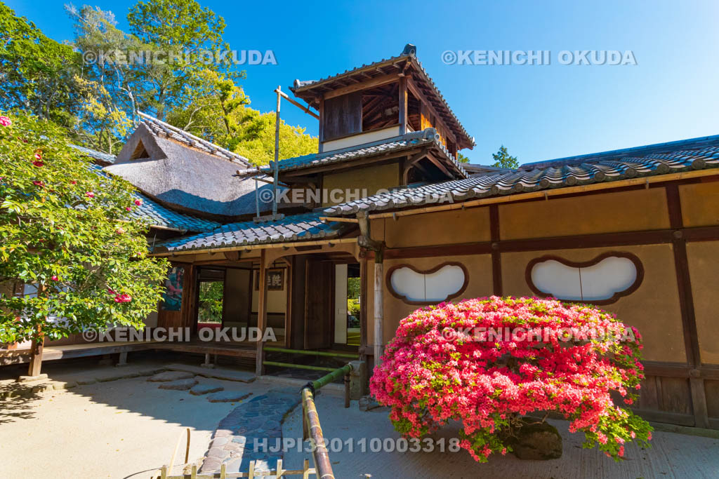 京都府 キリシマツツジ咲く詩仙堂