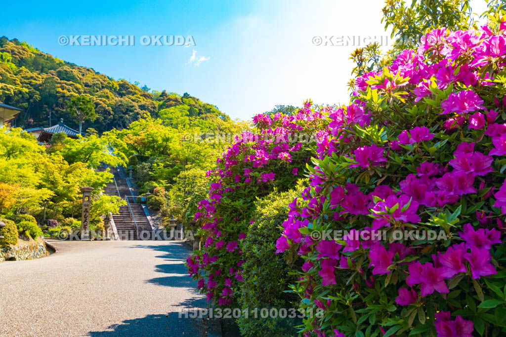 京都府　ツツジ咲く三室戸寺