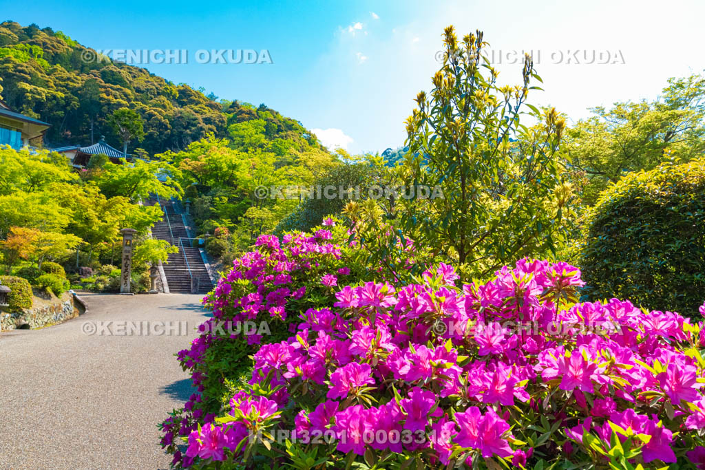 京都府　ツツジ咲く三室戸寺