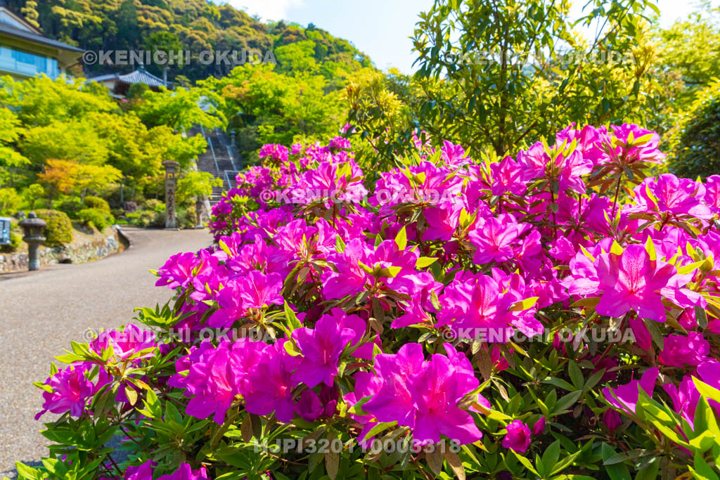 京都府　ツツジ咲く三室戸寺