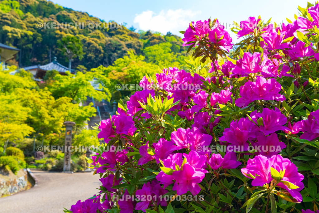 京都府 ツツジ咲く三室戸寺