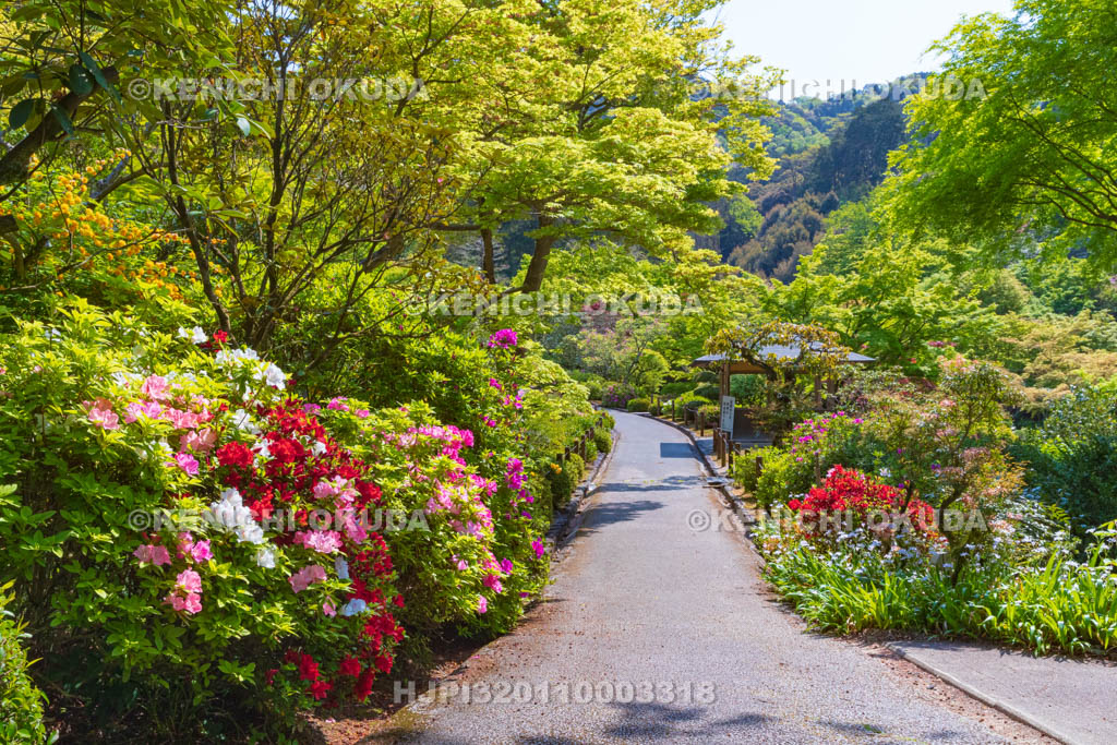 京都府　三室戸寺　ツツジ咲く庭園