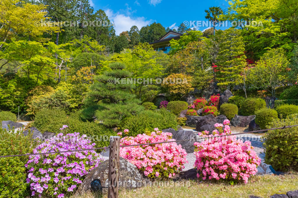 京都府　三室戸寺　ツツジ咲く庭園
