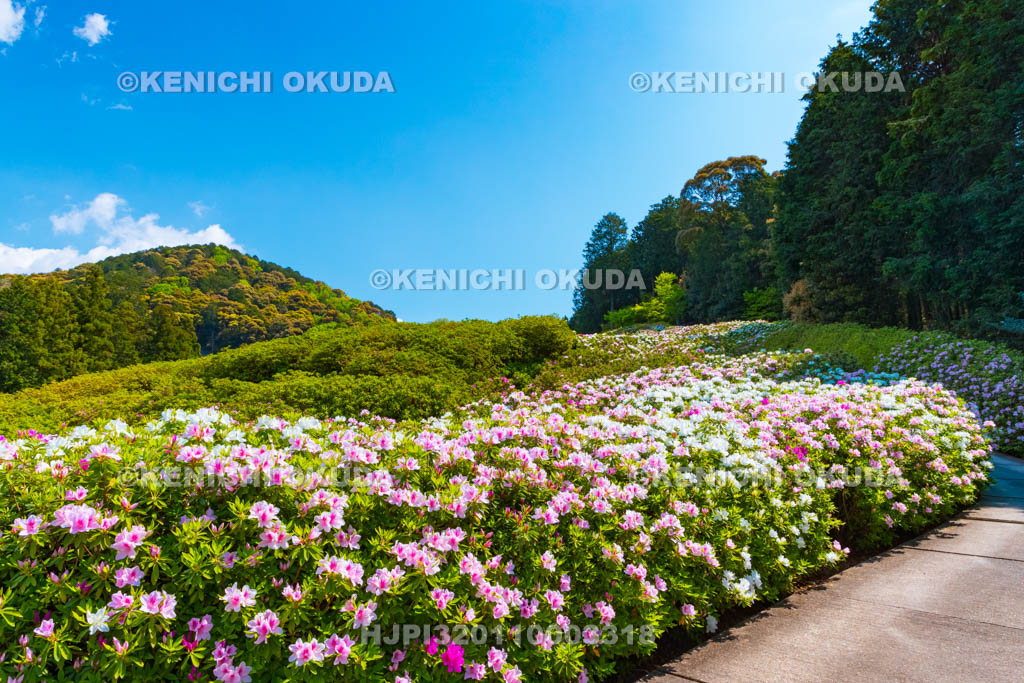 京都府　三室戸寺　ツツジ咲く庭園