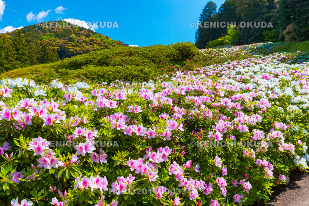 京都府　三室戸寺　ツツジ咲く庭園