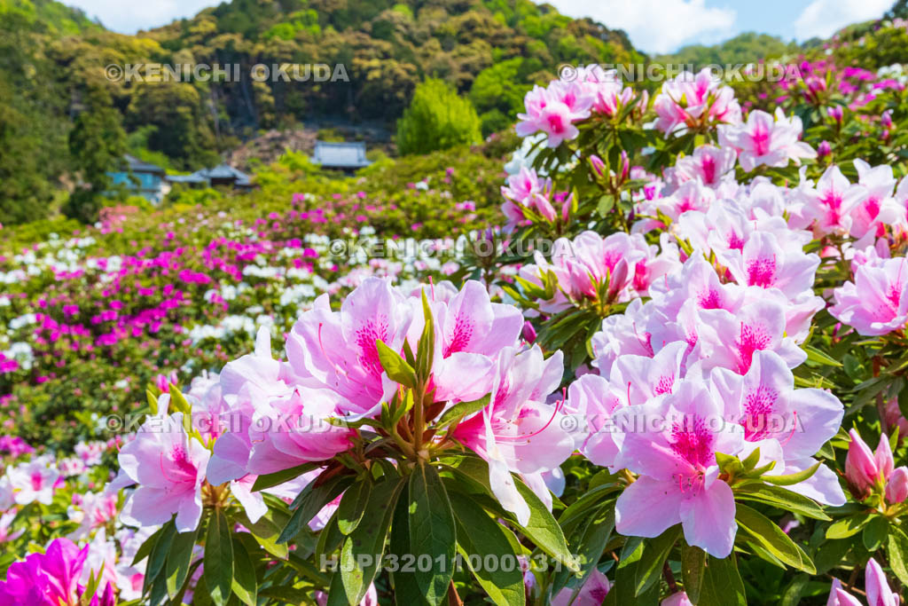 京都府　三室戸寺　ツツジ咲く庭園