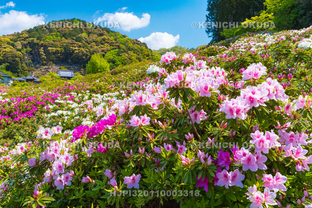 京都府　三室戸寺　ツツジ咲く庭園