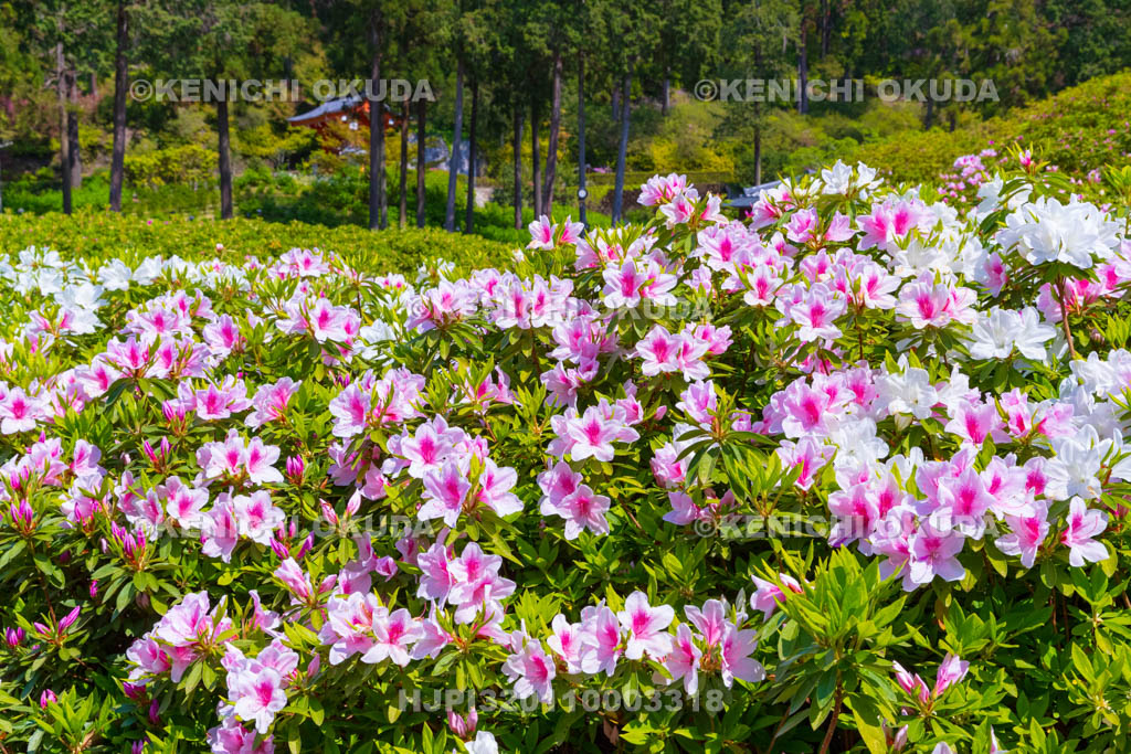 京都府　三室戸寺　ツツジ咲く庭園