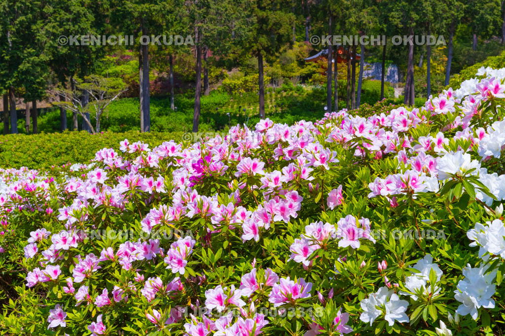 京都府　三室戸寺　ツツジ咲く庭園