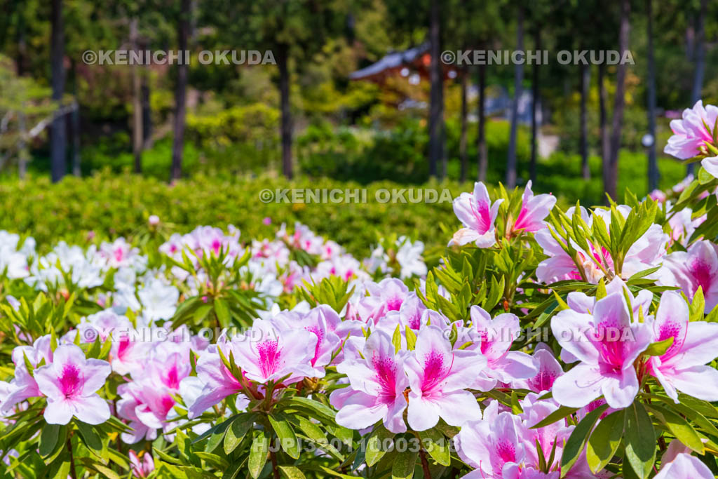 京都府　三室戸寺　ツツジ咲く庭園