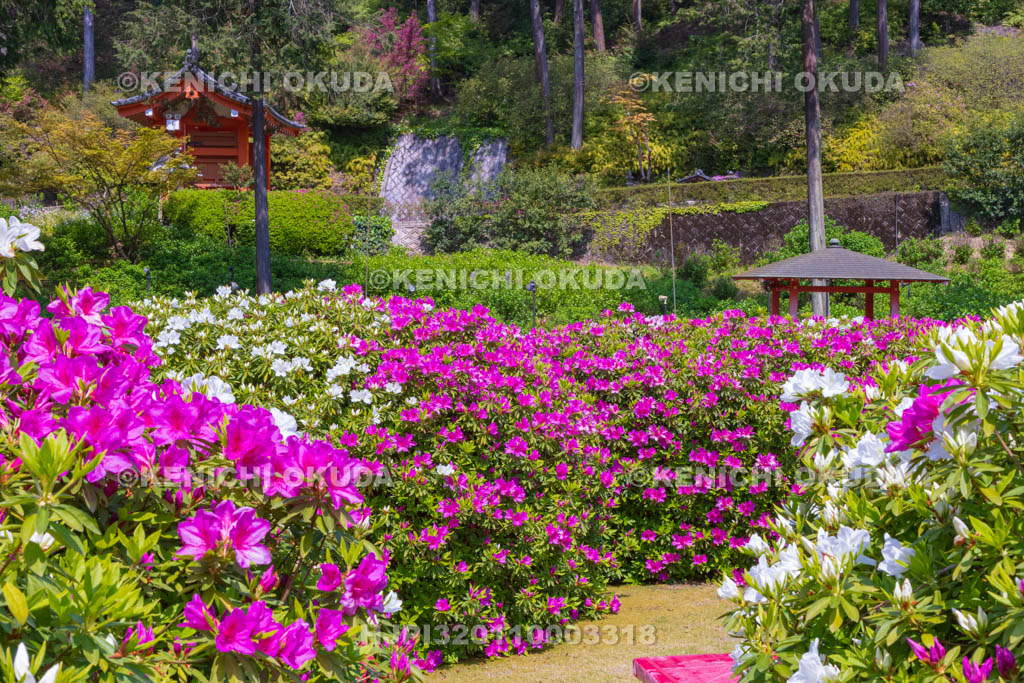 京都府　三室戸寺　ツツジ咲く庭園