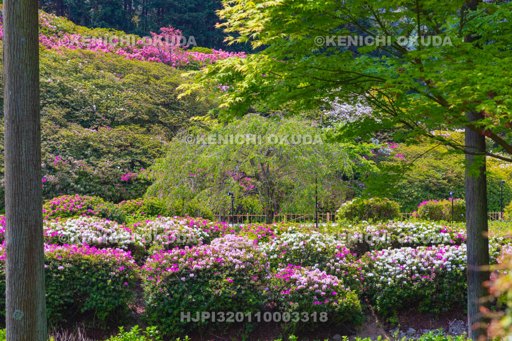 京都府　三室戸寺　ツツジ咲く庭園