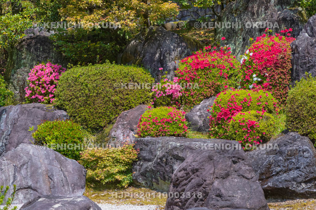 京都府　三室戸寺　ツツジ咲く庭園