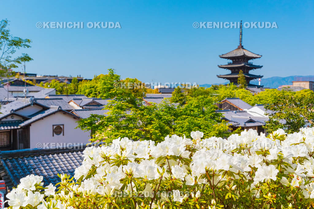 京都府　ツツジと八坂の塔