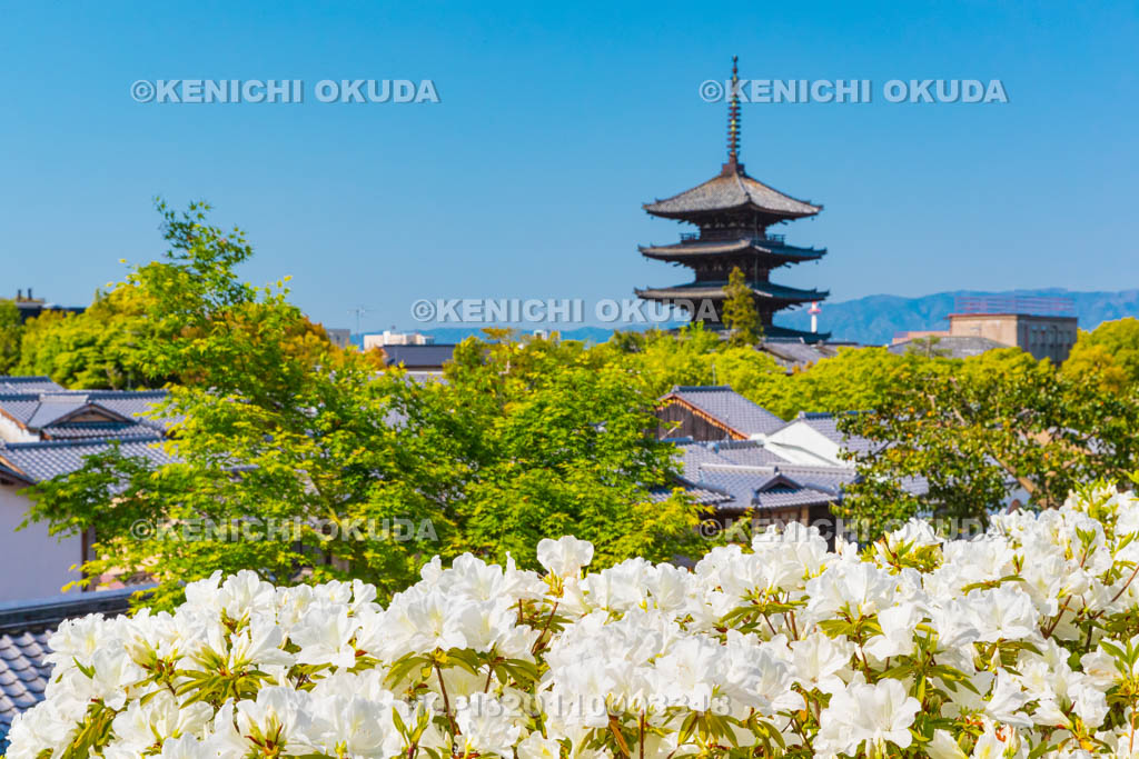 京都府　ツツジと八坂の塔