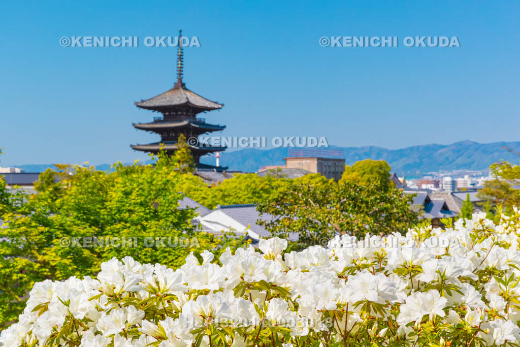 京都府　ツツジと八坂の塔