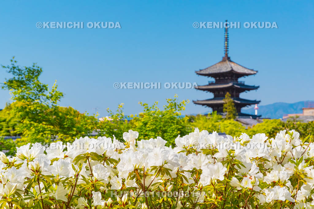 京都府　ツツジと八坂の塔