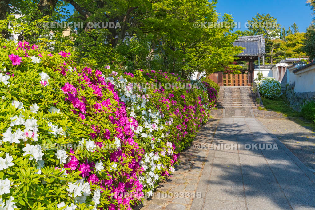 京都府　建仁寺　ツツジ咲く西来院