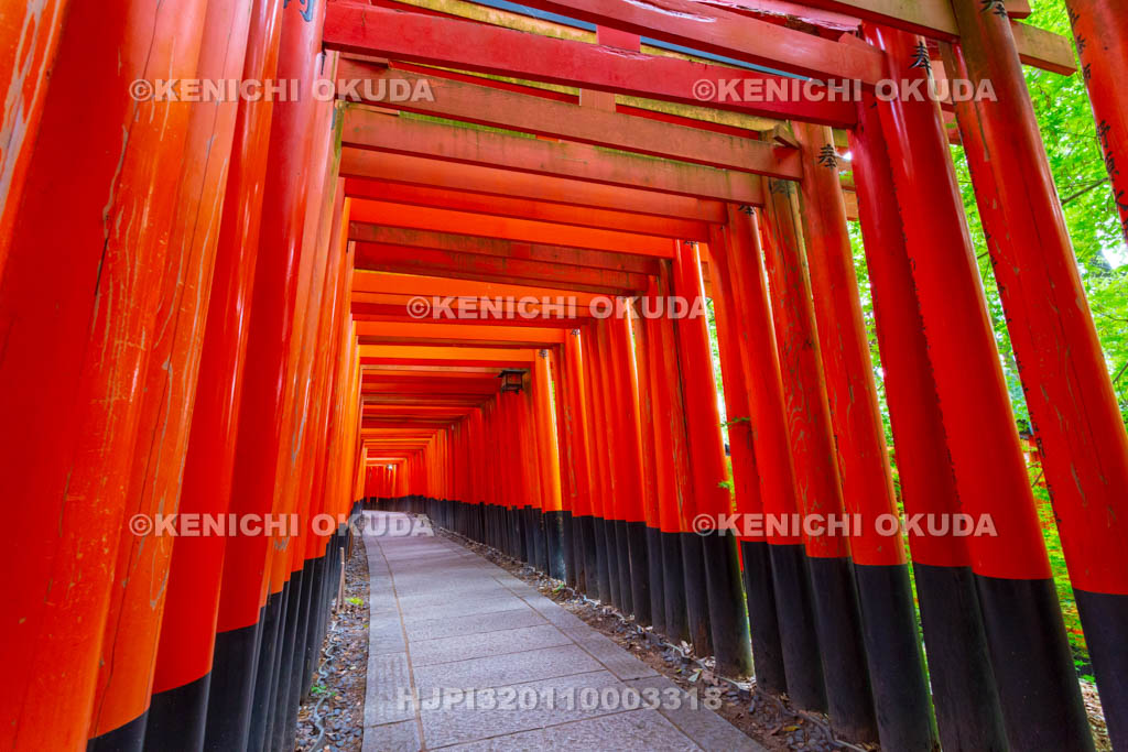 京都府　伏見稲荷大社　千本鳥居（奥の院参道）