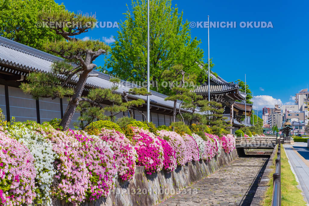 京都府　西本願寺　ツツジと築地塀　御影堂門付近