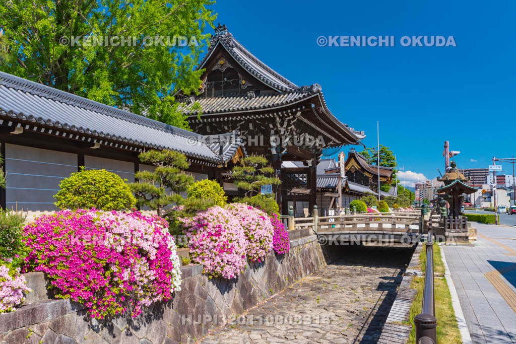 京都府　西本願寺　ツツジと御影堂門