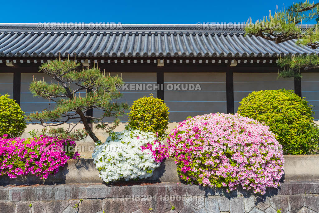 京都府　西本願寺　ツツジと築地塀