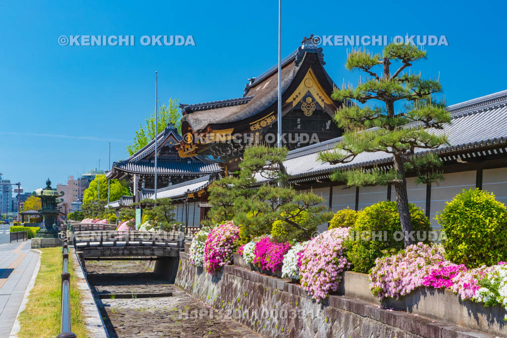 京都府　西本願寺　ツツジと阿弥陀堂門