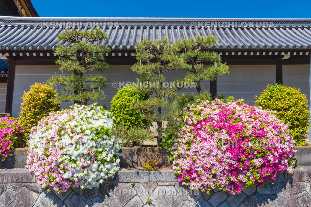 京都府　西本願寺　ツツジと築地塀　阿弥陀堂門付近