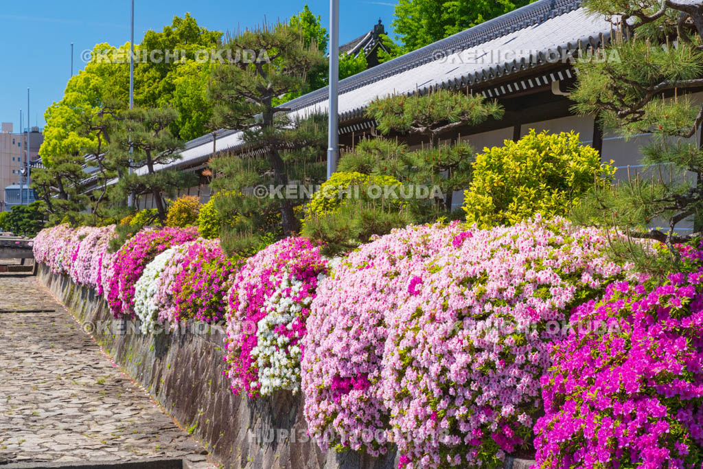 京都府　興正寺　ツツジと築地塀