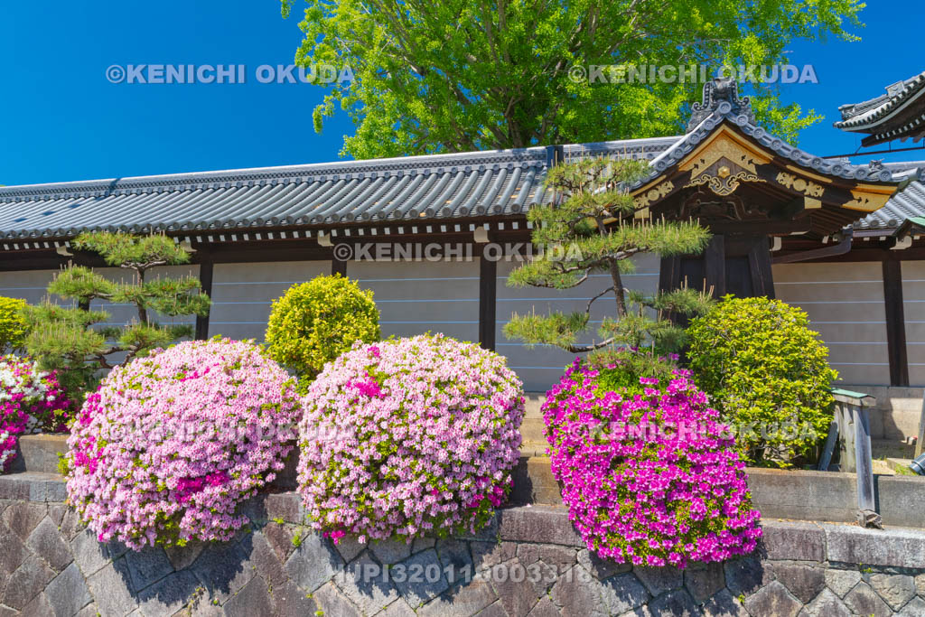 京都府　西本願寺　ツツジと築地塀　阿弥陀堂門付近