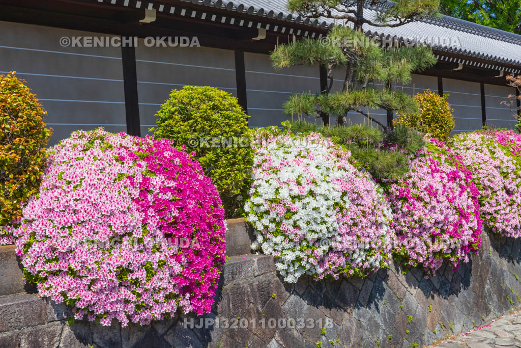 京都府　西本願寺　ツツジと築地塀