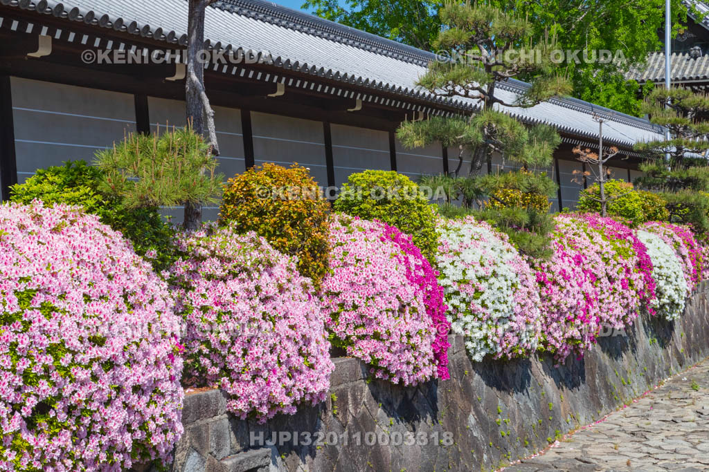 京都府　西本願寺　ツツジと築地塀　御影堂門付近