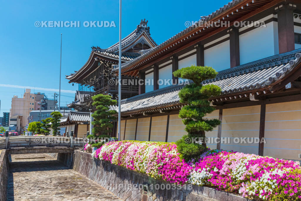 京都府　興正寺　ツツジと築地塀　三門付近
