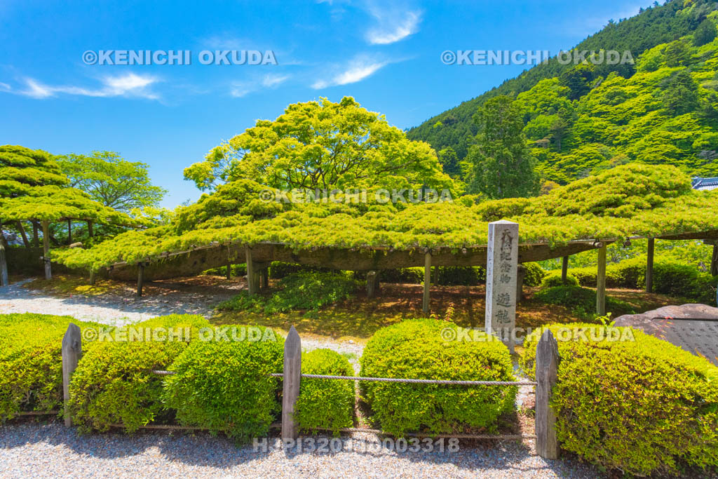 京都府　善峯寺　遊龍の松