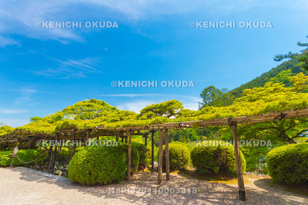京都府　善峯寺　遊龍の松