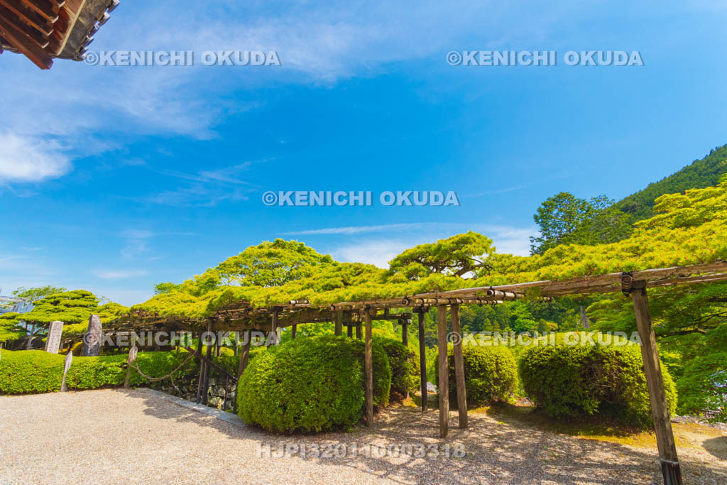 京都府　善峯寺　遊龍の松