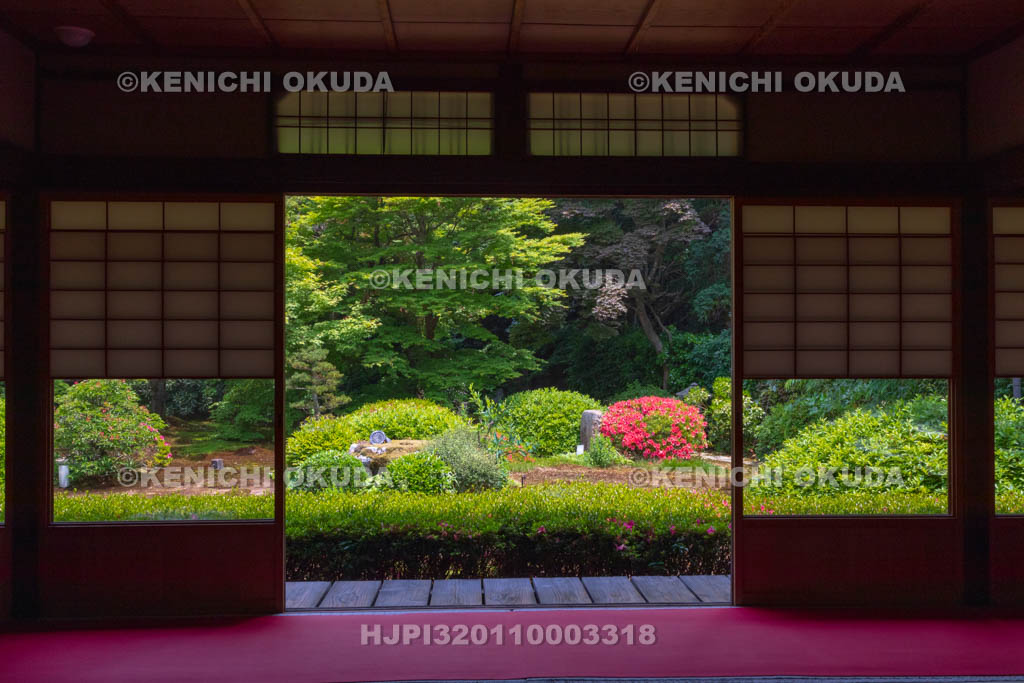 京都府　泉涌寺　雲龍院　サツキ咲く庭園　大輪の間から望む