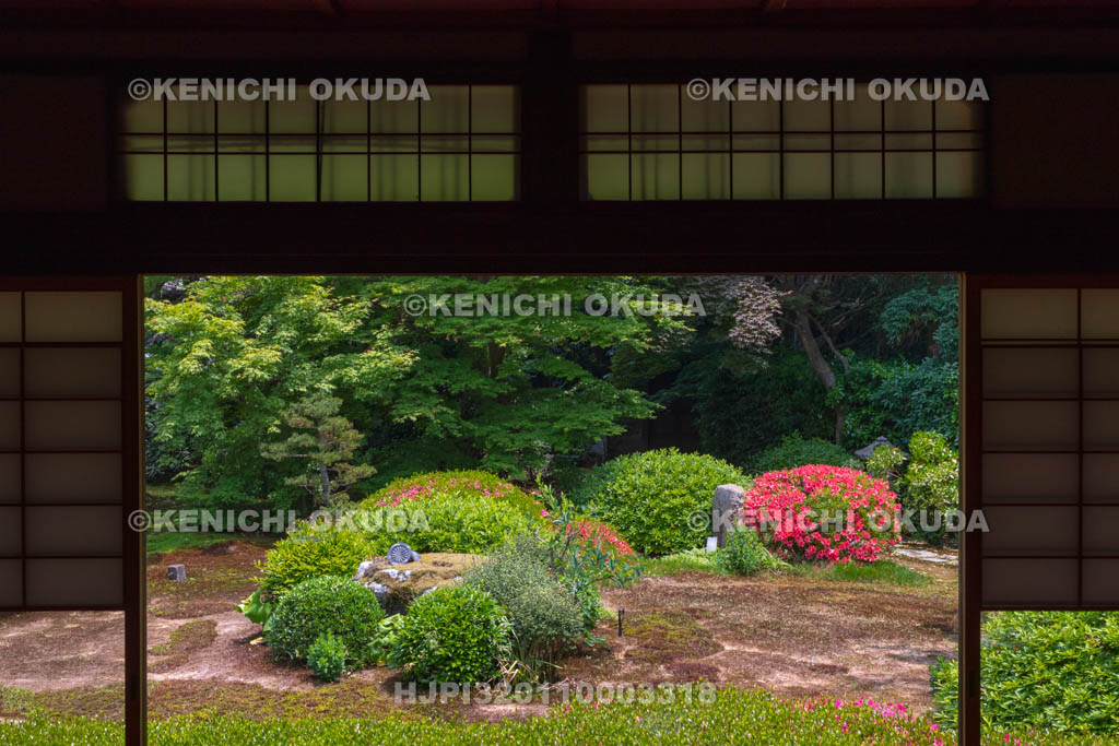 京都府　泉涌寺　雲龍院　サツキ咲く庭園　大輪の間から望む