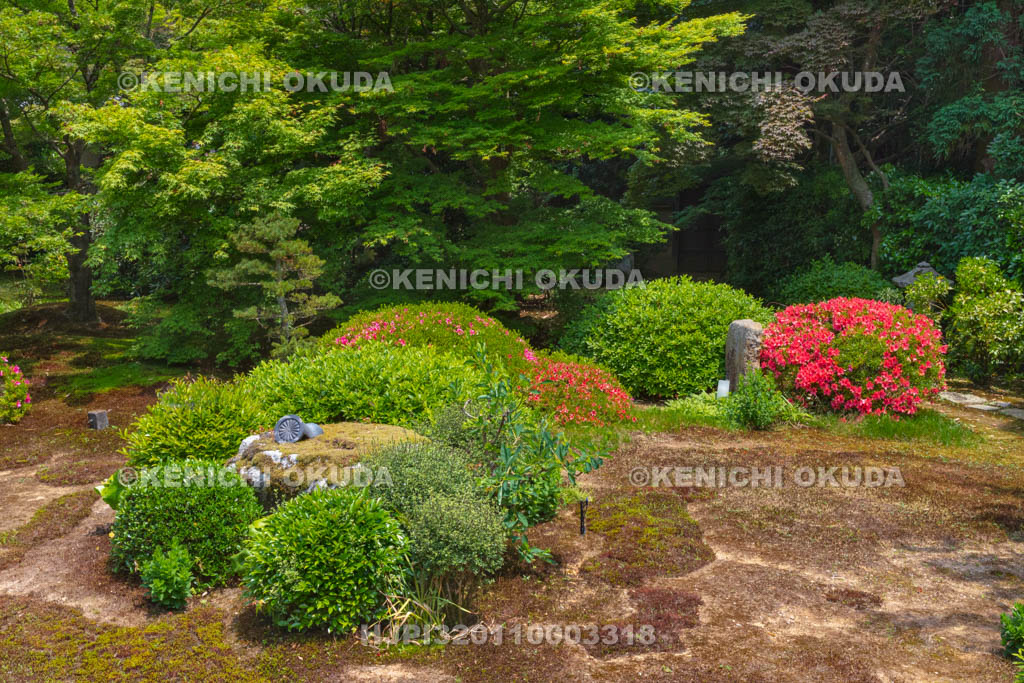 京都府　泉涌寺　雲龍院　サツキ咲く庭園