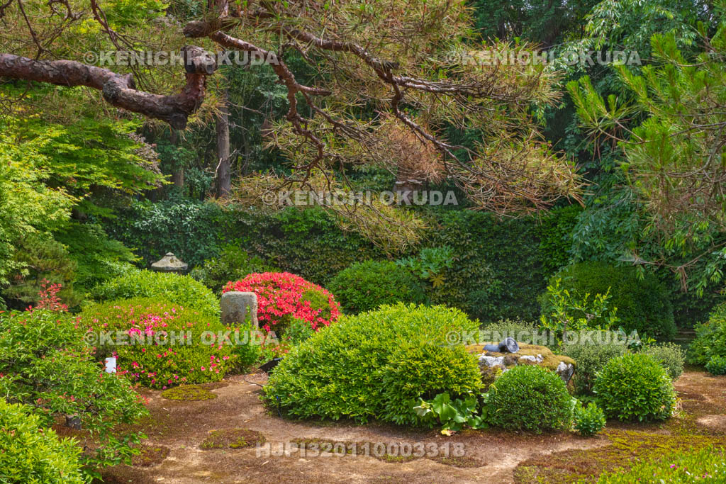 京都府　泉涌寺　雲龍院　サツキ咲く庭園