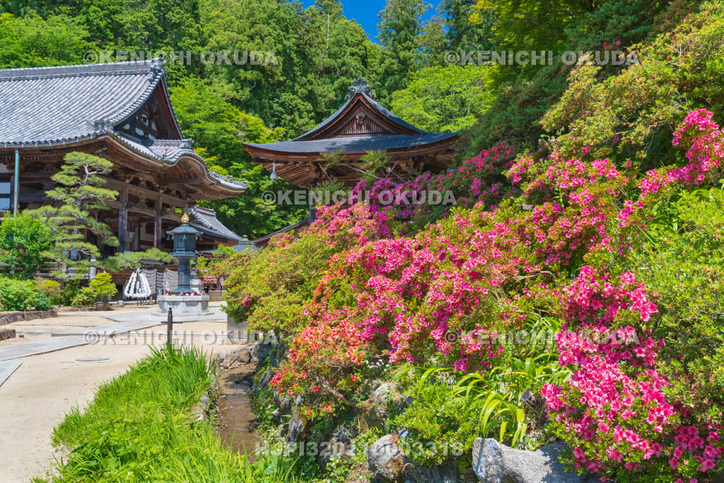 奈良県　明日香村　岡寺　サツキ咲く境内　本堂付近