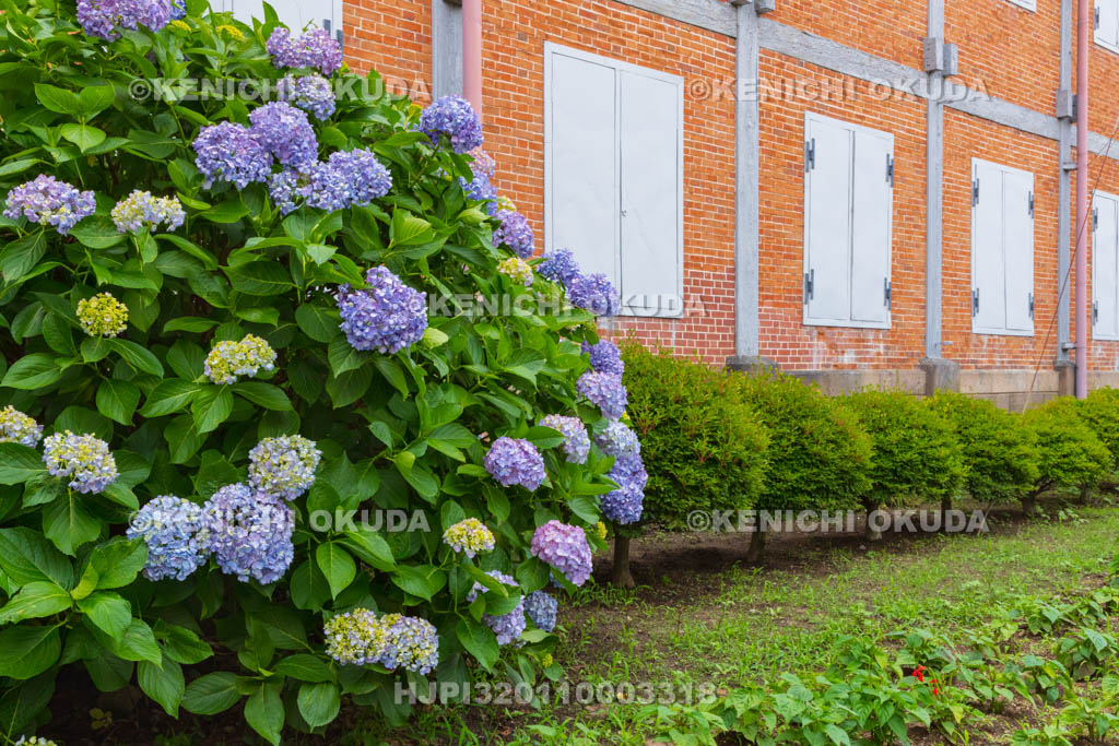 群馬県　富岡製糸場　アジサイと東置繭所