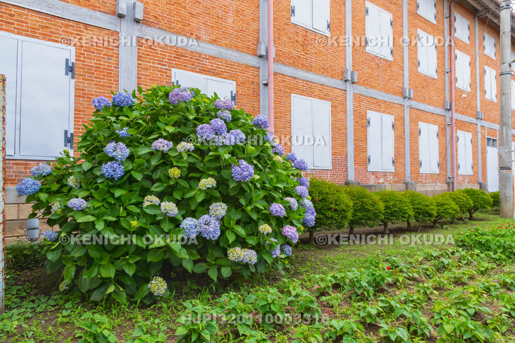 群馬県　富岡製糸場　アジサイと東置繭所