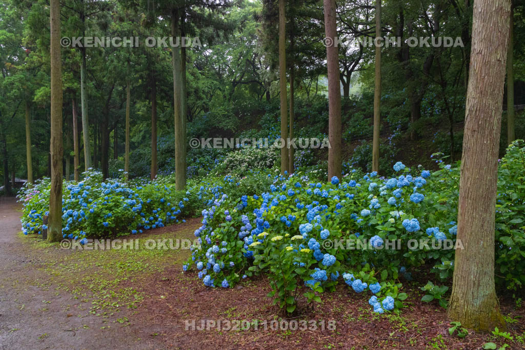 群馬県　小野池あじさい公園