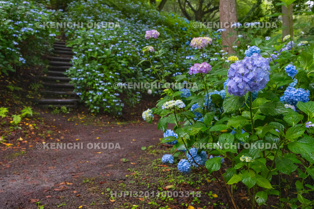 群馬県　小野池あじさい公園