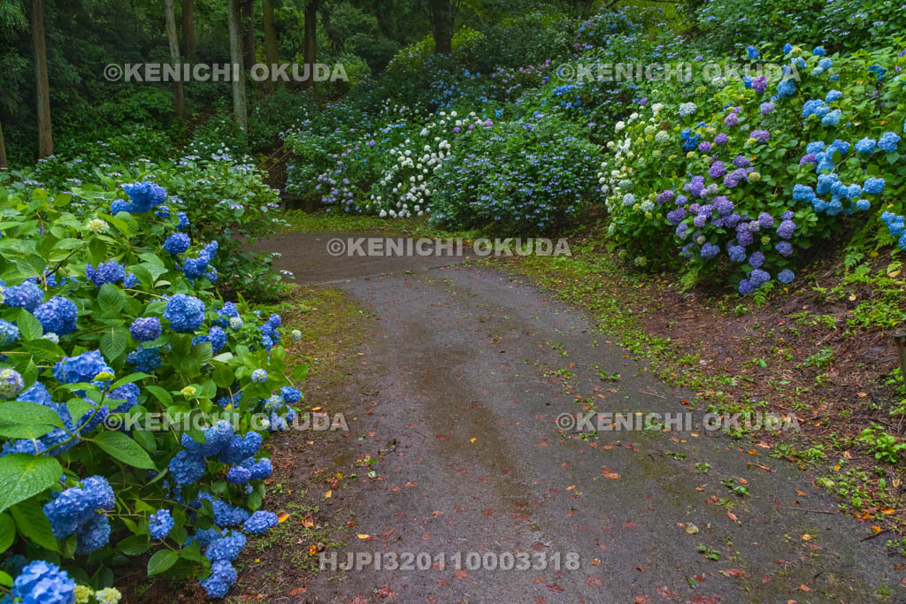 群馬県　小野池あじさい公園