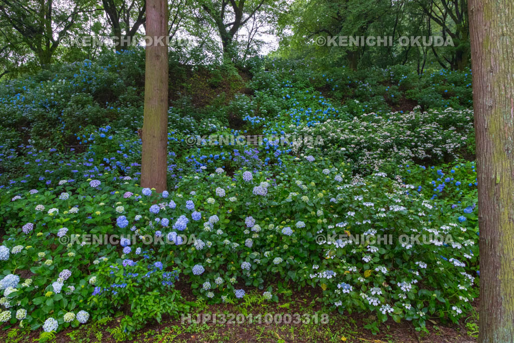 群馬県　小野池あじさい公園