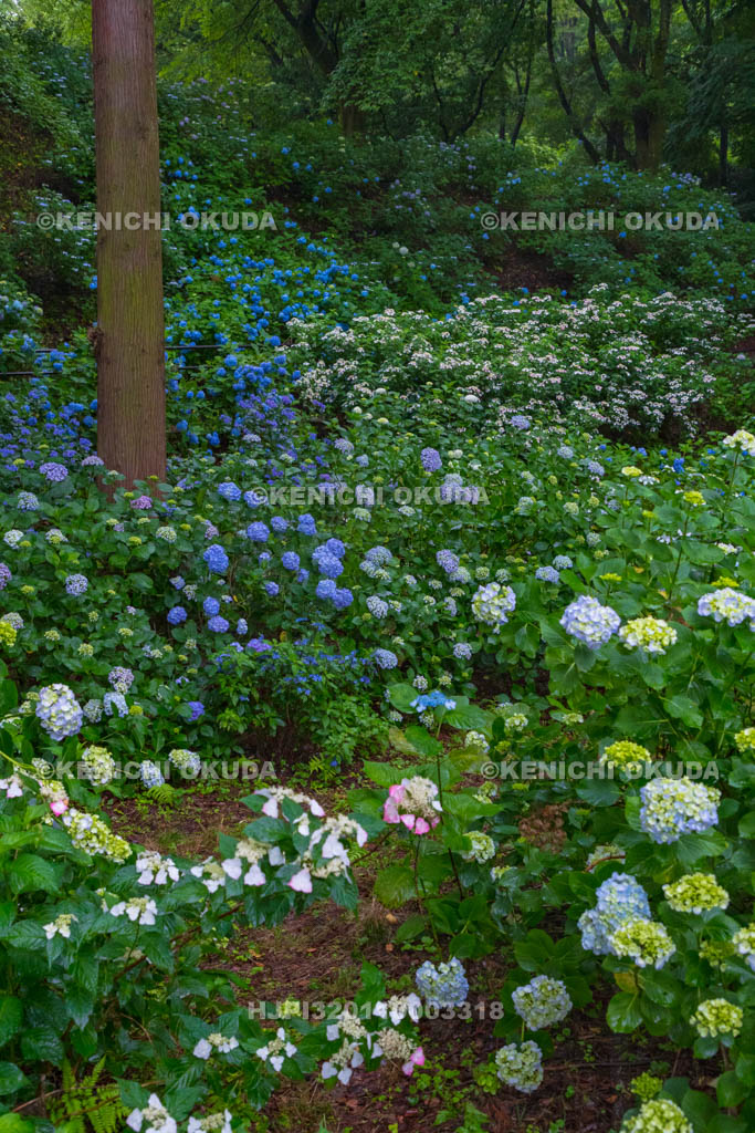 群馬県　小野池あじさい公園
